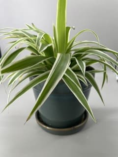 Chlorophytum et son pot soucoupe