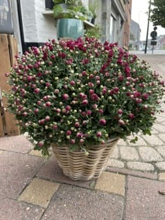 Chrysanthème et son panier