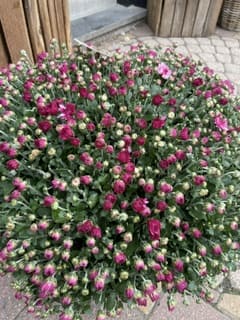 Chrysanthème et son panier