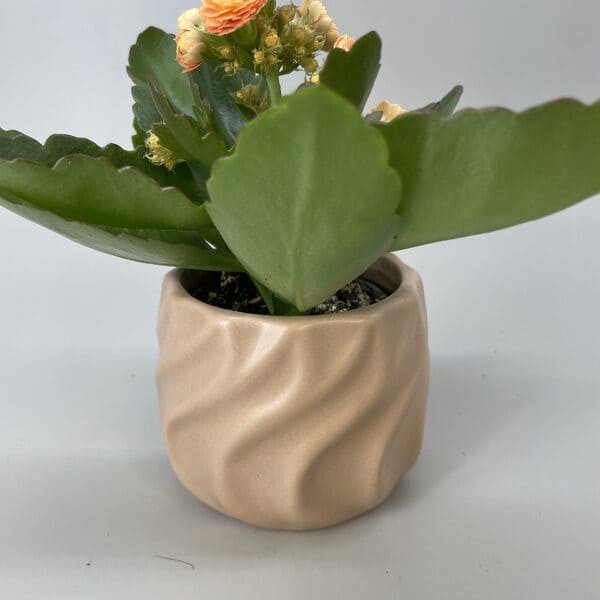 Kalanchoë et son pot chantilly