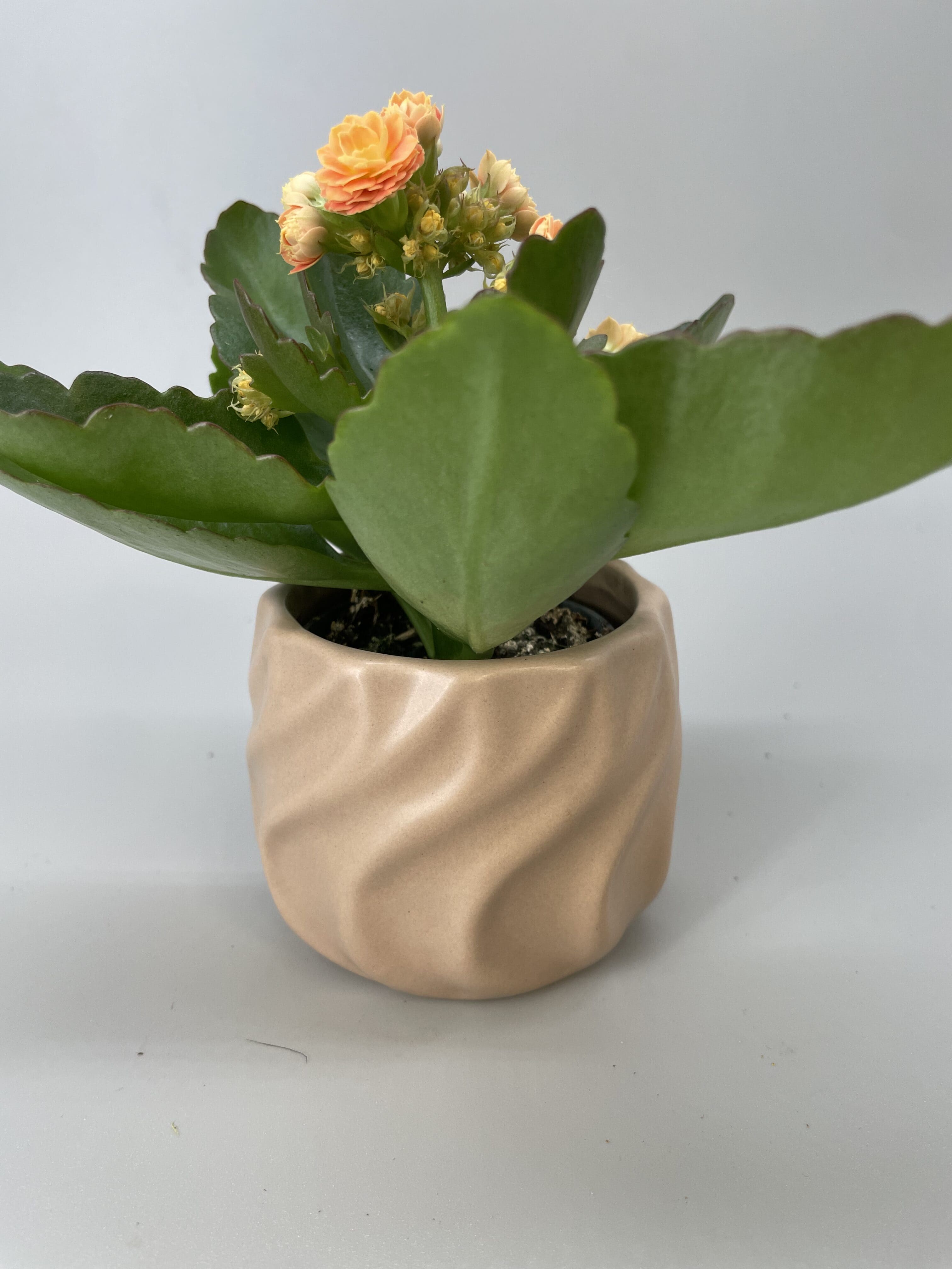 Kalanchoë et son pot chantilly Kalanchoë et son pot chantilly