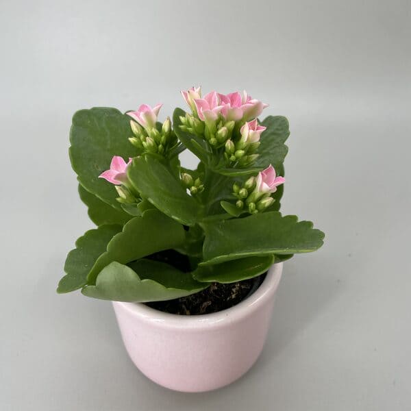 Kalanckoë et son pot rose