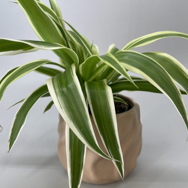 Chlorophytum et pot chantilly