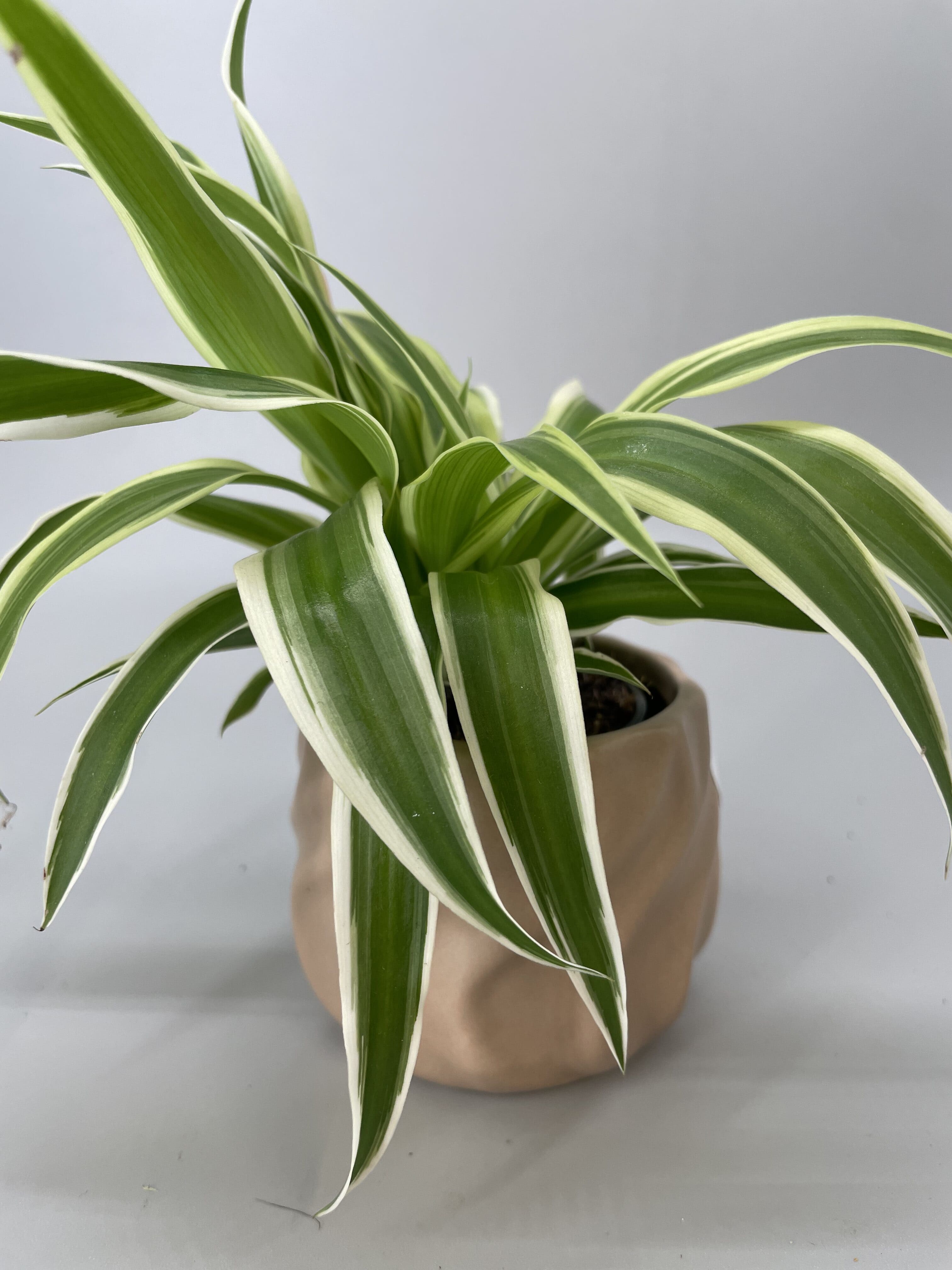 Chlorophytum et pot chantilly Chlorophytum et pot chantilly
