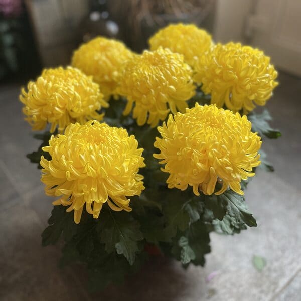 Chrysanthème