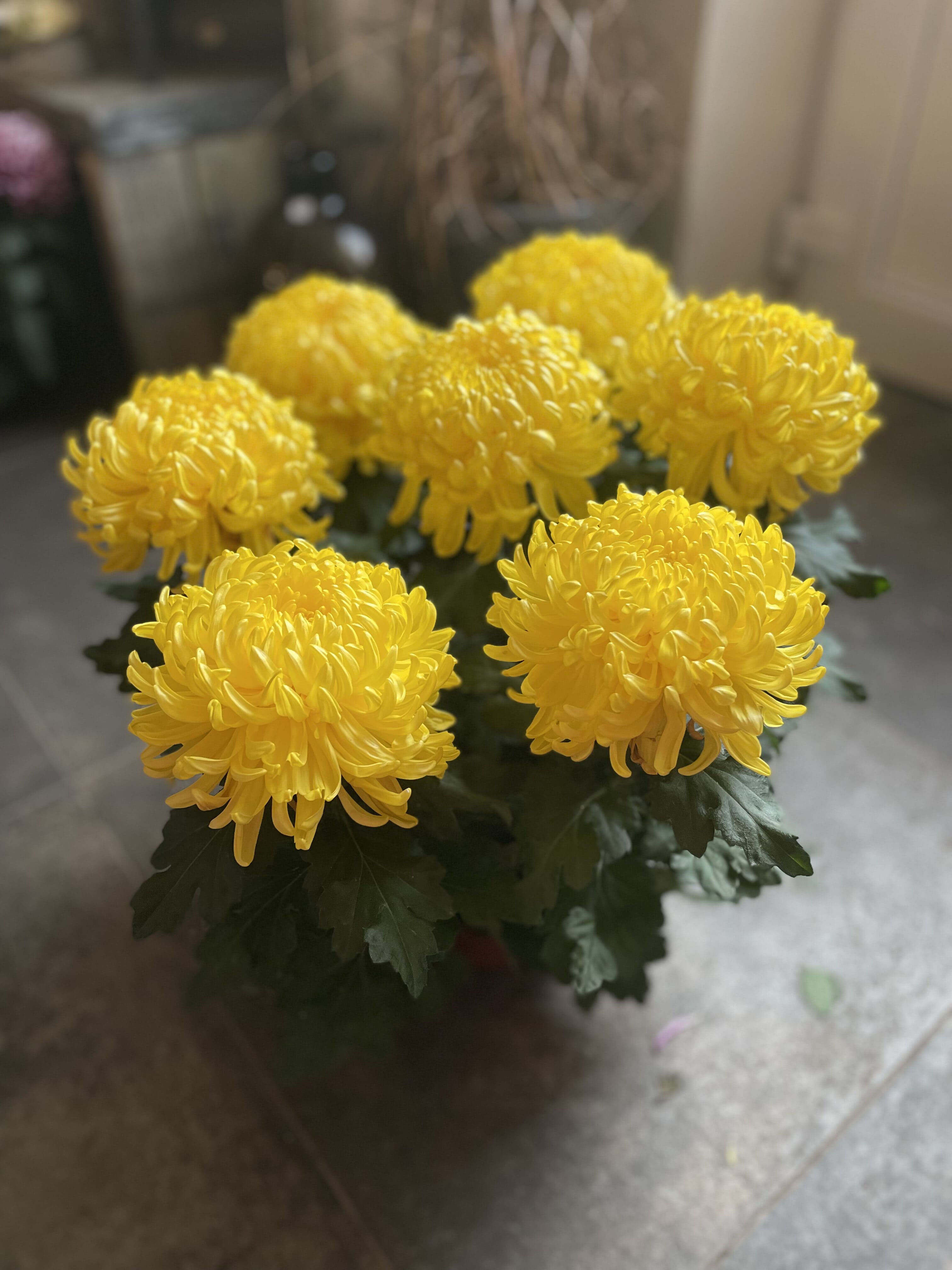 Chrysanthème Chrysanthème